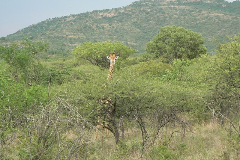 14 REGIONE DEL MPUMALANGA Parco Kruger